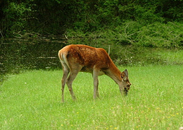 PASSIONE PER IL CERVO